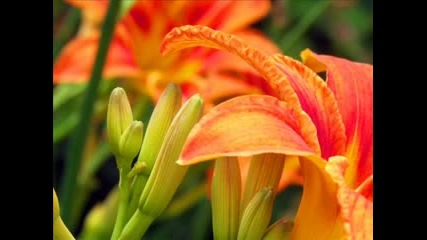 Nature Wallpapers
