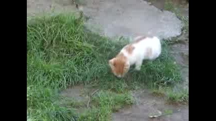 Котка яде гущер