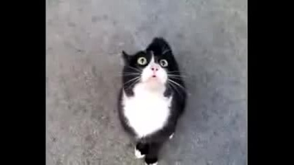 Коте се оплаква от живота си! Екстремен смях!