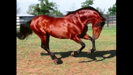 horses 