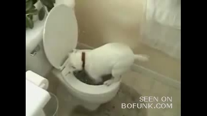 Куче плува в тоалетната