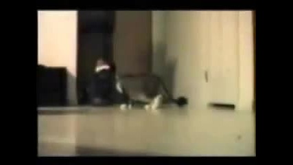 Funny Cats_2