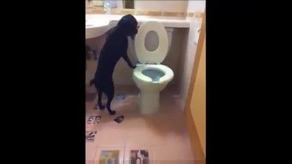 Умно куче владее тайните на човешката тоалетна