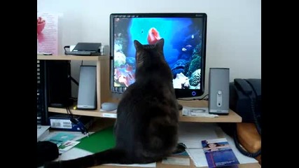 Коте на риболов...