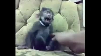 Маймунка се смее като човек