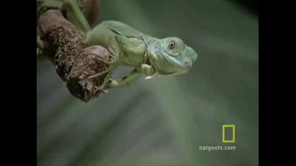 Ng - Да се самоизяждаш