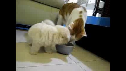 Сладко кученце си играе с котка 