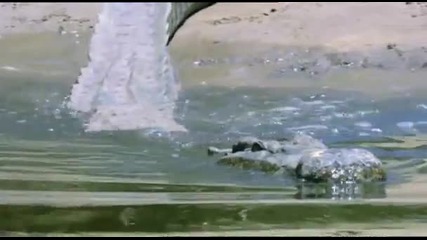 Атаката на Крокодила