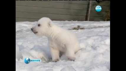Новородено бяло мече стъпи на сняг за първи път