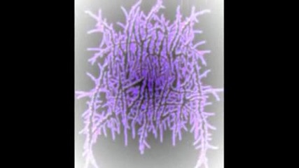 Waking The Cadaver - Tire Iron Emblugeonment