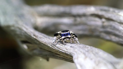 Най-сладкият мъжки паяк на планетата, танцува за своята любима