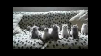 Сладки котенца 