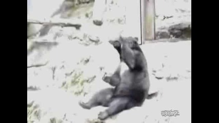 Kung - Fu - Bear
