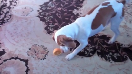Сладко куче си играе с портокал Смях