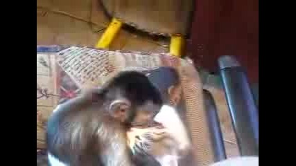 Маймуна се е влюбила в котка