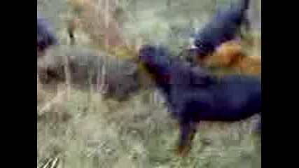 Видео0002.3gp