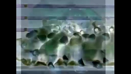 Смешни Животни 