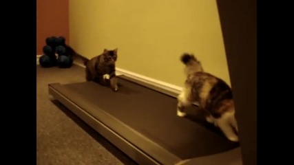 Две котенца спортуват на пътеката!