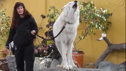 Полярен бял вълк забавлява възпитано с виенето си посетителите на зоопарк в Австралия