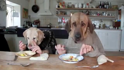 Две кучета обядват - Смях