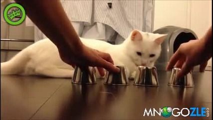 Най умната котка която сте виждали Гледайте!!!!