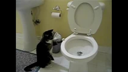Cat Flushing A Toilet Music Video 