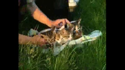 Котенца - Сладурчетааа