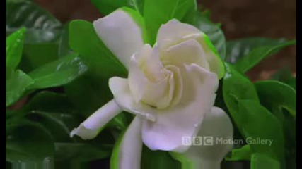 Flowers Timelapse Hd 720p By Bbc