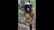 Семейство мармозетки на Жофроа са най-новото попълнение в зоопарк Бургас