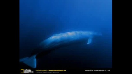 76 Истини За Сините Китове
