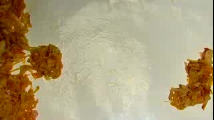 Videokrauting