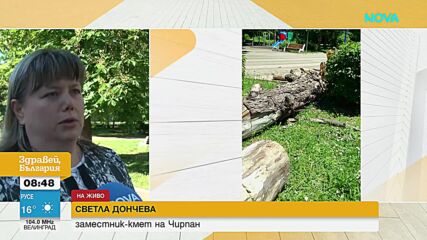 "Дървото падна от нищото, разлетяха се и стършели": Говори майката, чието дете се размина на косъм о