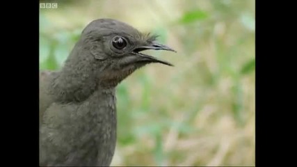 Attenborough the amazing Lyre Bird sings like a chainsaw! Now in high quality - Bbc Earth 