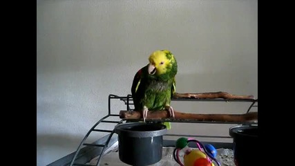 Папагал имитира плачещо бебе