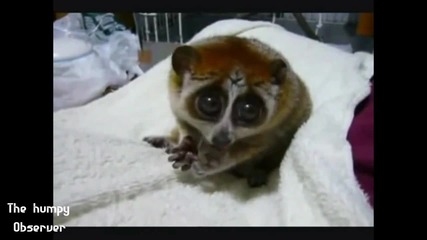 Really cute animals