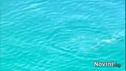 Гладни акули обсадиха австралийското крайбрежие