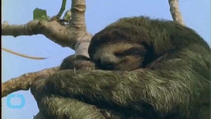 Baby Sloths Hate Exercise as Much as You, Still Look Cuter Doing it