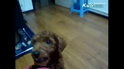 Кученце Казва Мама 