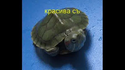 Хупи И Бубоче