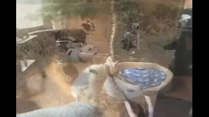 Пеещо куче 