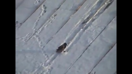 Врана се пързаля на покрив , като сноубордист!