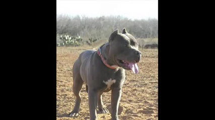 Pitbul vs Dogo.wmv