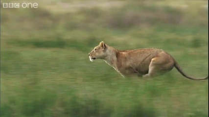 Hd Lioness Hunts Zebra - Natures Great Events The Great Migration - Bbc One 