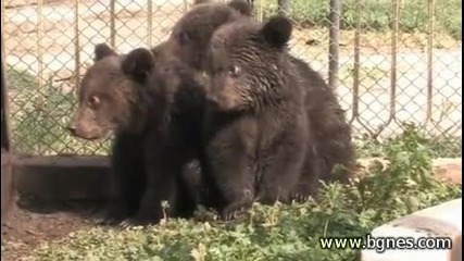 Мечета хапват кифли с мляко и мед в Старозагорския зоопарк