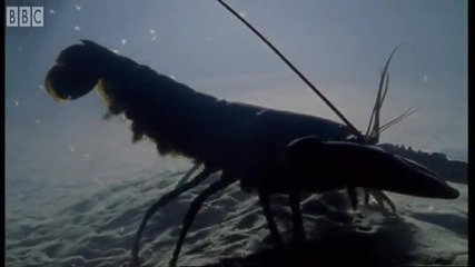 Breeding Lobsters at war - Blue Planet - Bbc Earth 