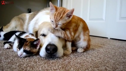 Силна дружба между куче и 3 Котки