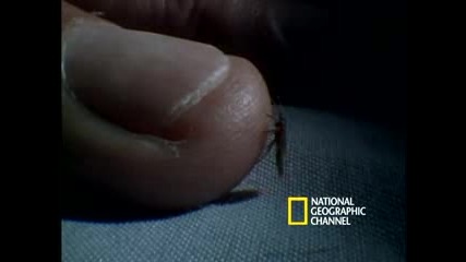vampir national geographic 