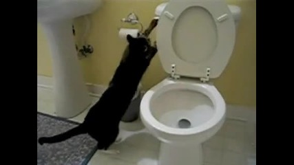 Ето, какво правят котките в тоалетната! 