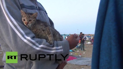 Джони - котката, бягаща от войната в Сирия