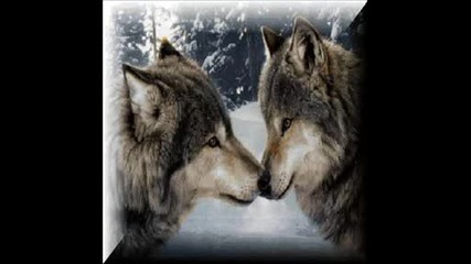 Wolves pics